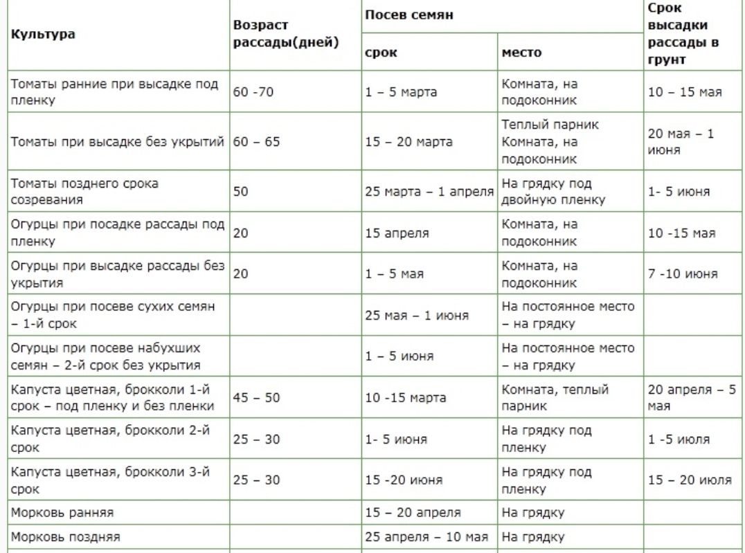 Филипендула: описание, фото, уход, размножение