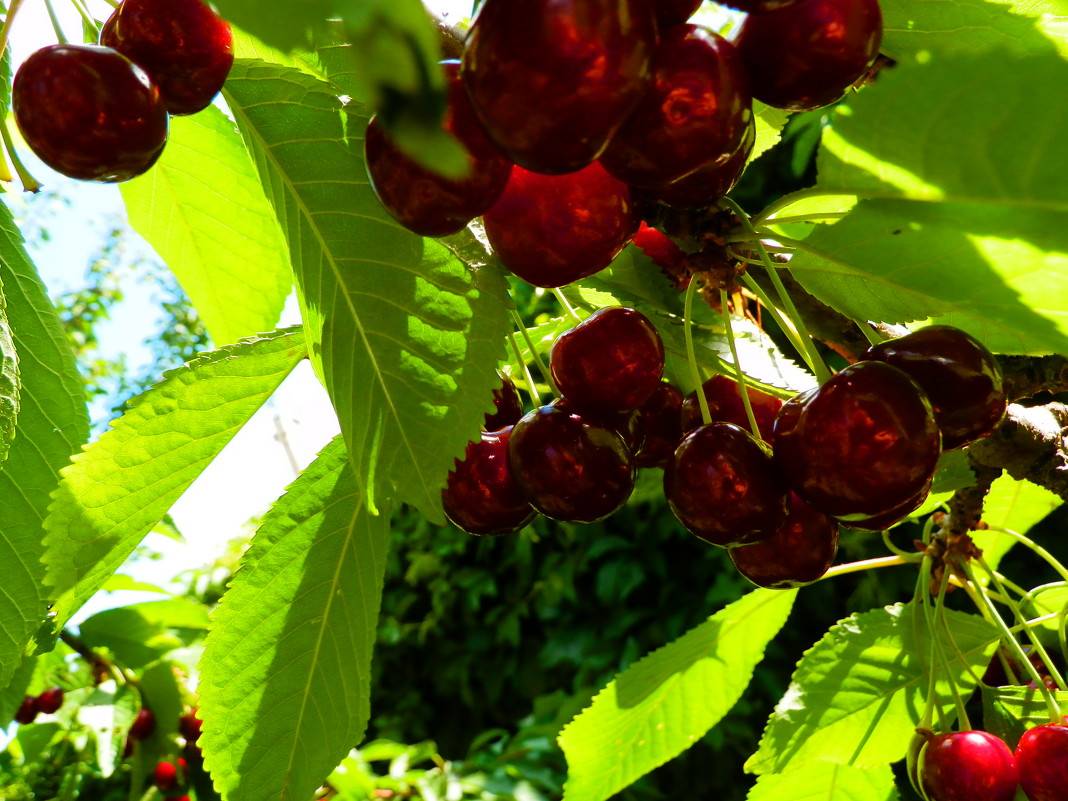 Rikenmon в дикой природы | черешня (prunus avium)