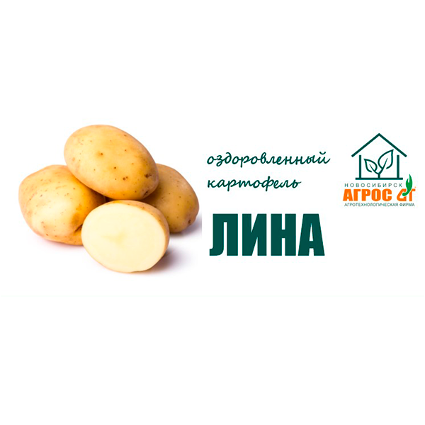Картофель лина: описание сорта, фото и отзывы дачников, характеристика семян элита, вкусовые качества и сроки созревания