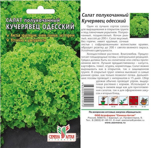 Как посадить и вырастить салат в домашних условиях, на подоконнике. «кучерявец одесский»: пошаговый фото-урок