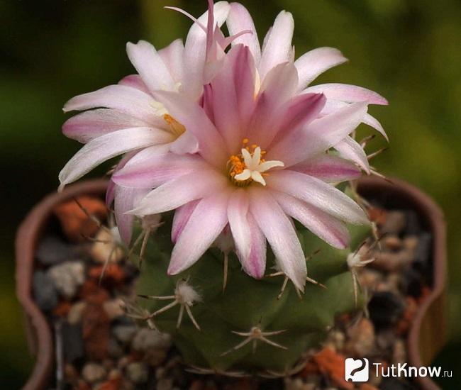 Turbinicarpus lophophoroides - wiki34.com