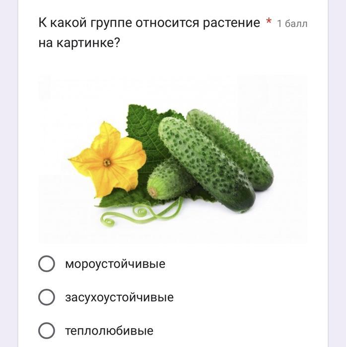 Томат медовая конфетка: отзывы (12), фото, урожайность, описание и характеристика | tomatland.ru