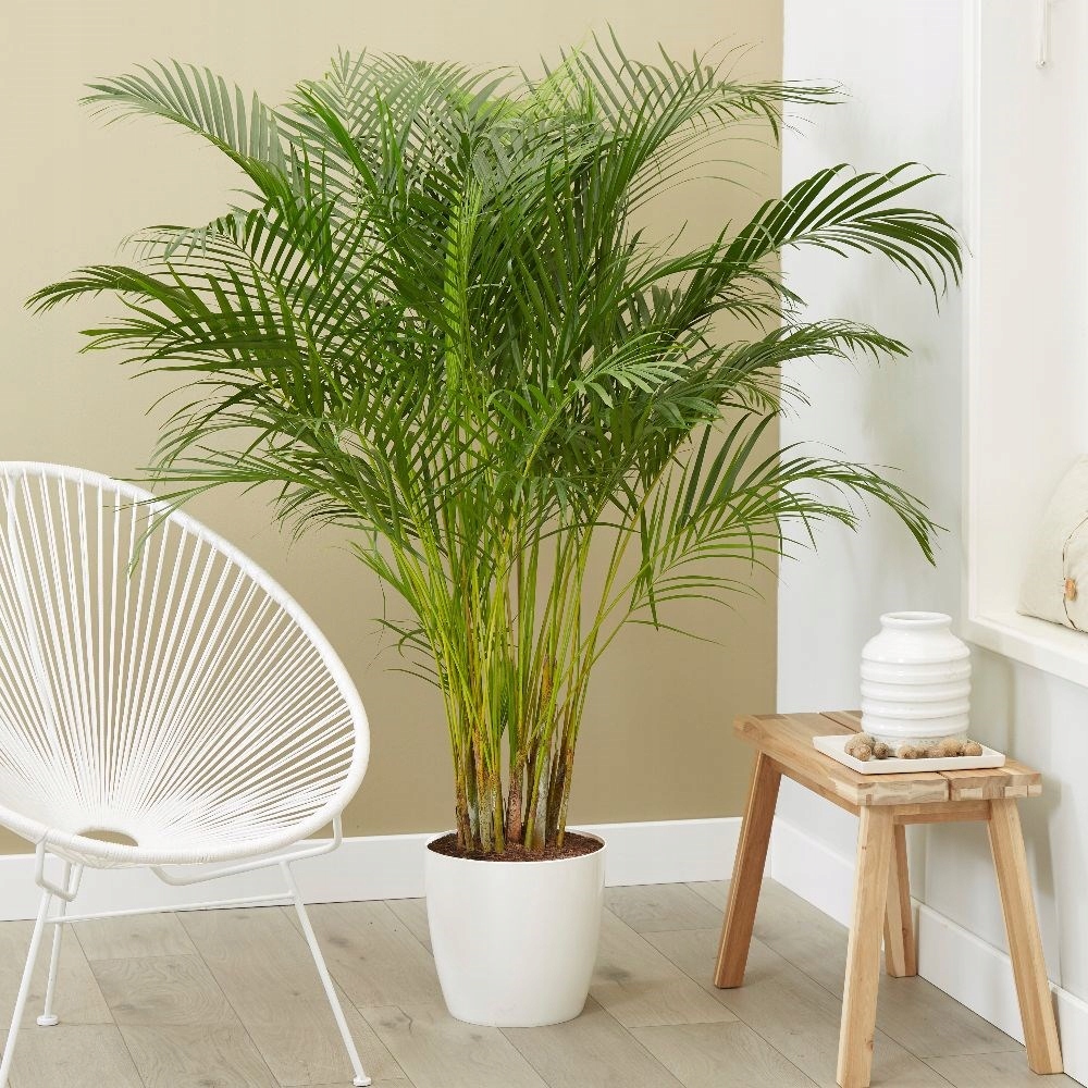 Dypsis lutescens уход в домашних условиях