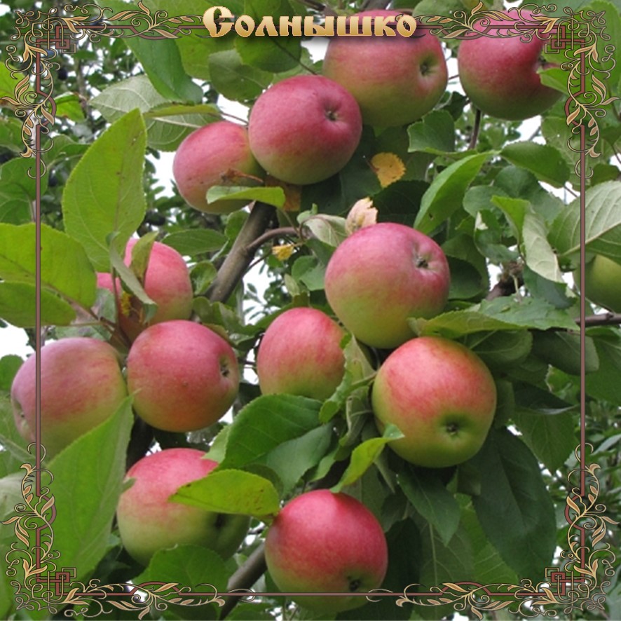 Сорт яблони солнышко описание | хороший урожай🍎