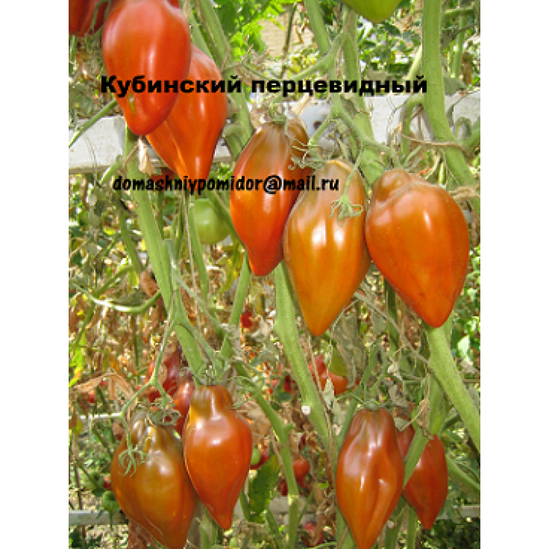 Томат кубинский перцевидный: описание сорта, отзывы, фото