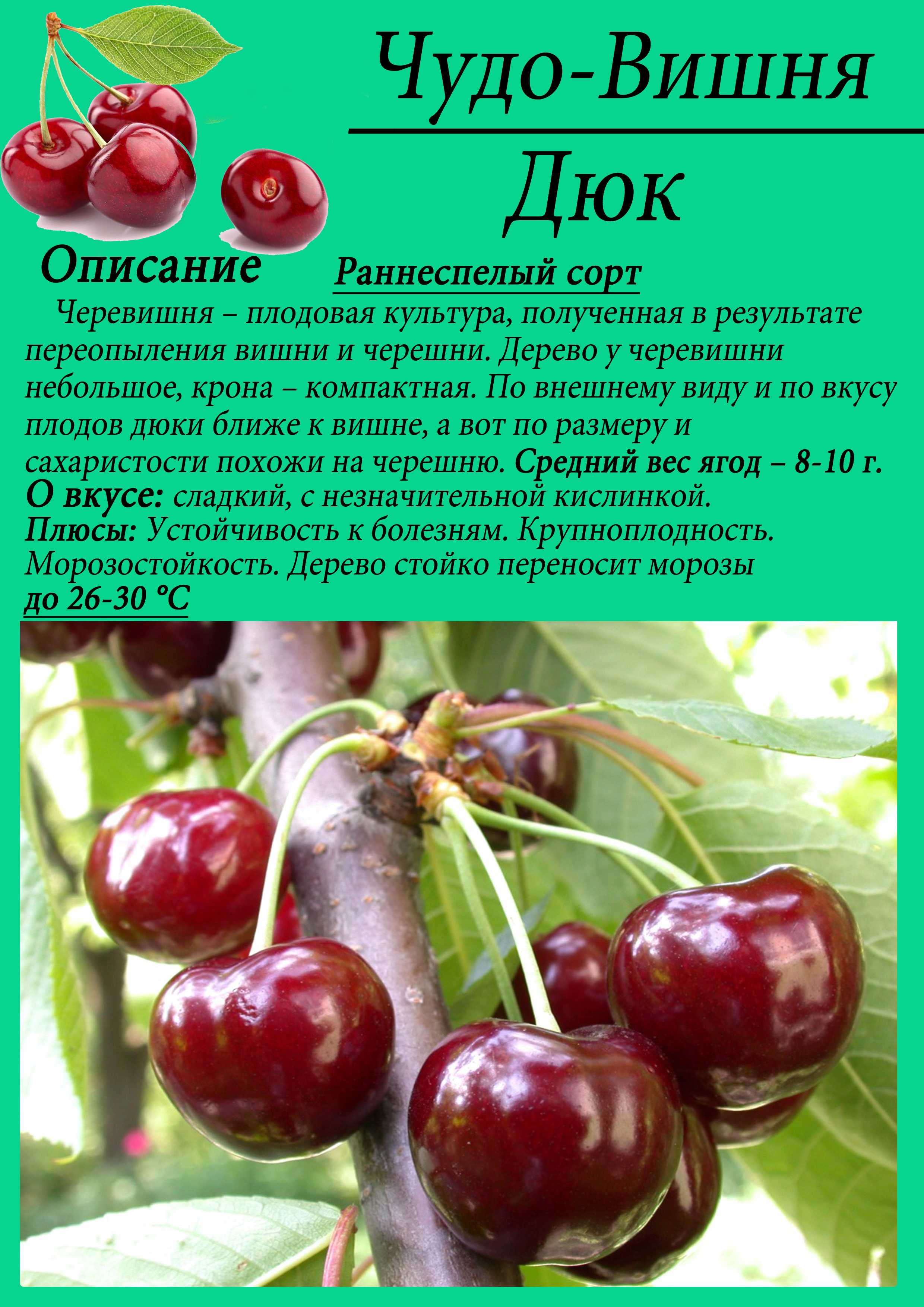 Вишня нежность описание сорта и характеристики особенности посадки и ухода