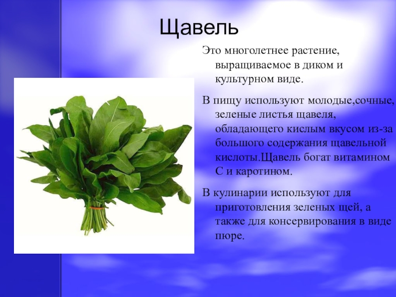 Щавель кислый. щавель кислый (rumex acetosa l.)