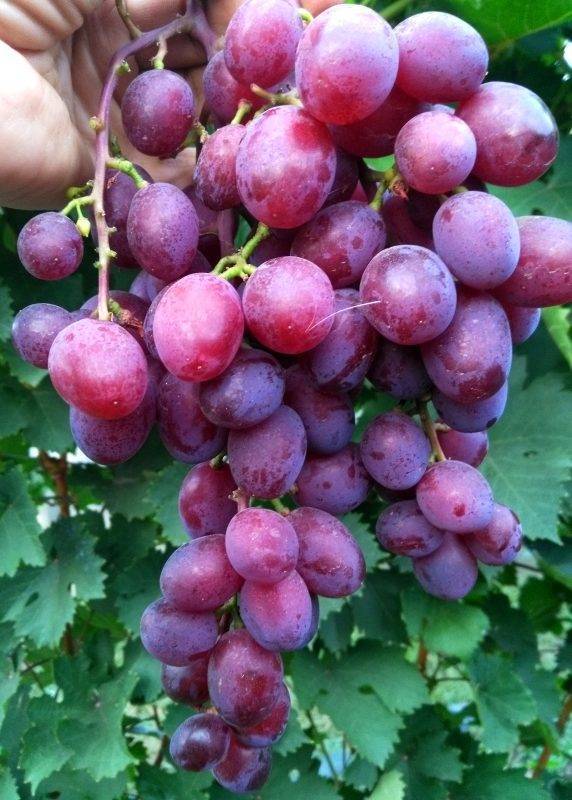 Как выращивать обычные виноградные лозы (vitis vinifera)