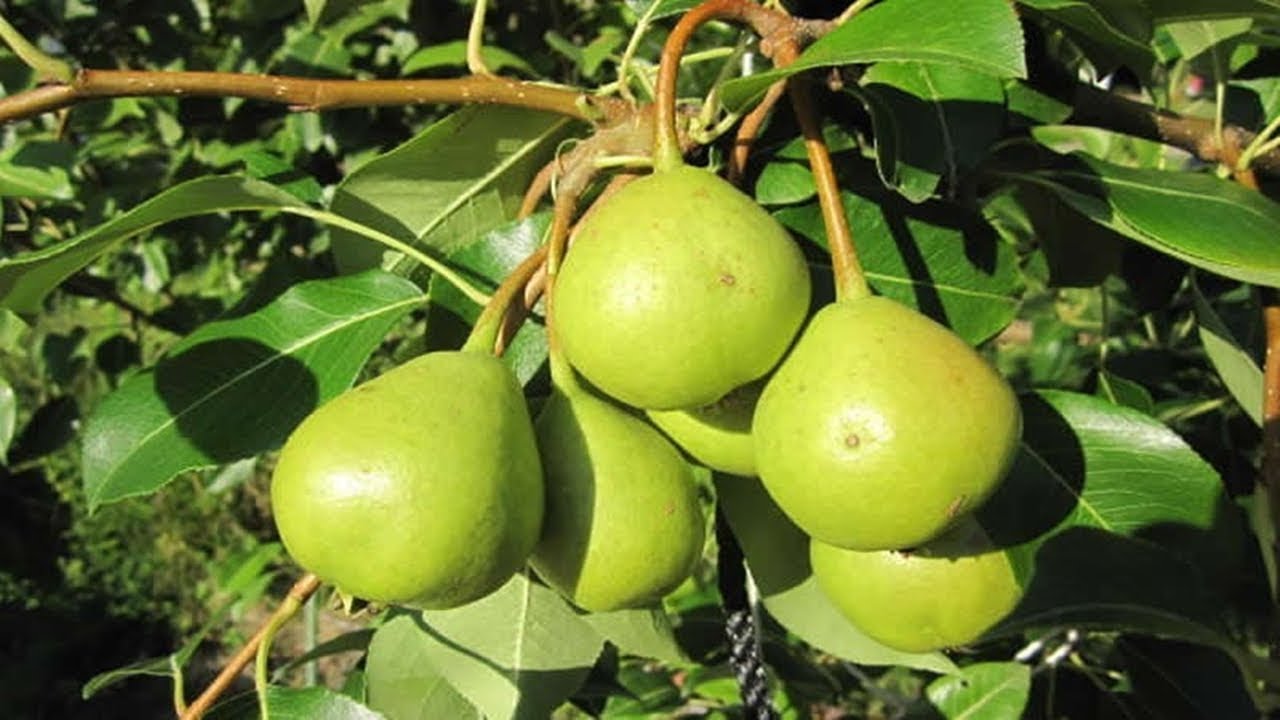 Груша обыкновенная. груша обыкновенная (pyrus communis l.)