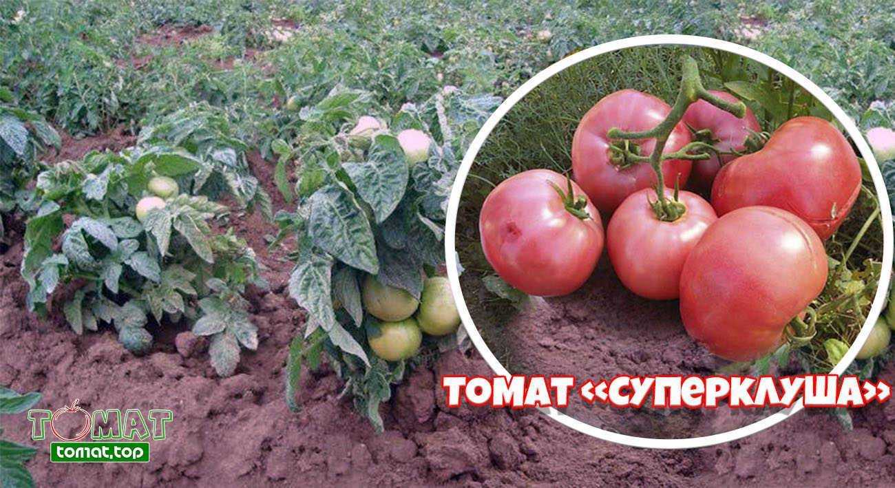 Томат гаспачо: характеристика и описание сорта, урожайность отзывы фото кто сажал