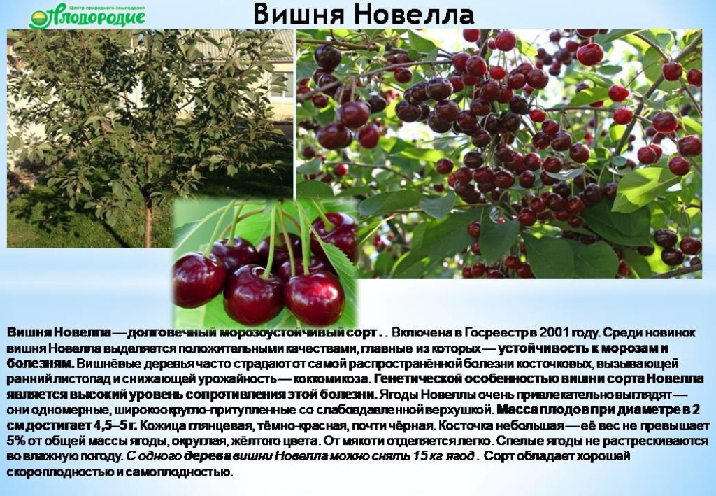 Ванда