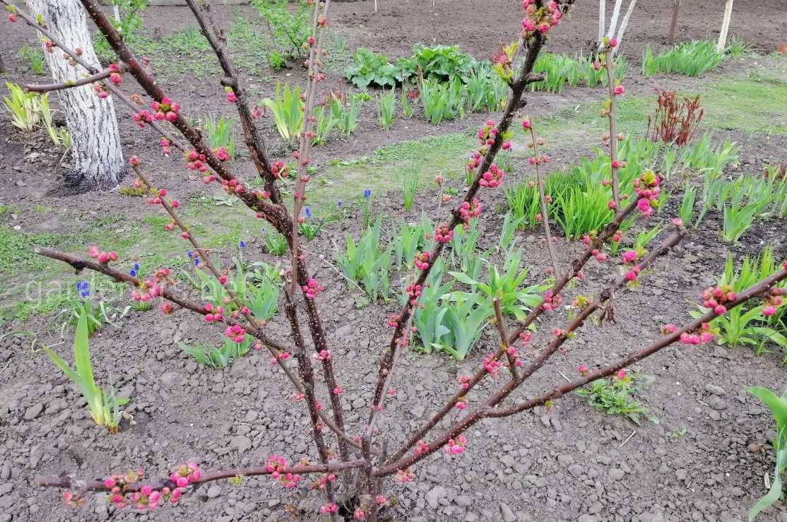 Войлочная вишня: описание и фото, сорта для выращивания в подмосковье, правила посадки и ухода