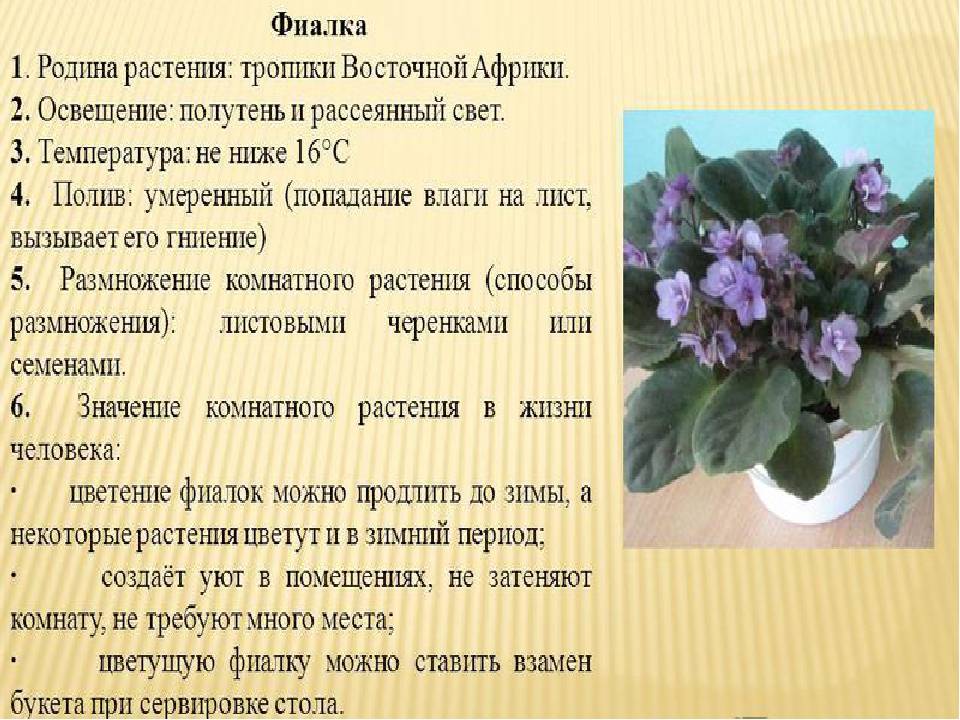 Сенполия – узамбарская фиалка, особенности выращивания и уход
