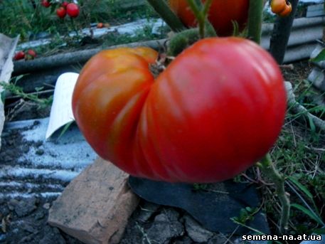 Томат анжела гигант: характеристика и описание среднеспелого сорта с фото
