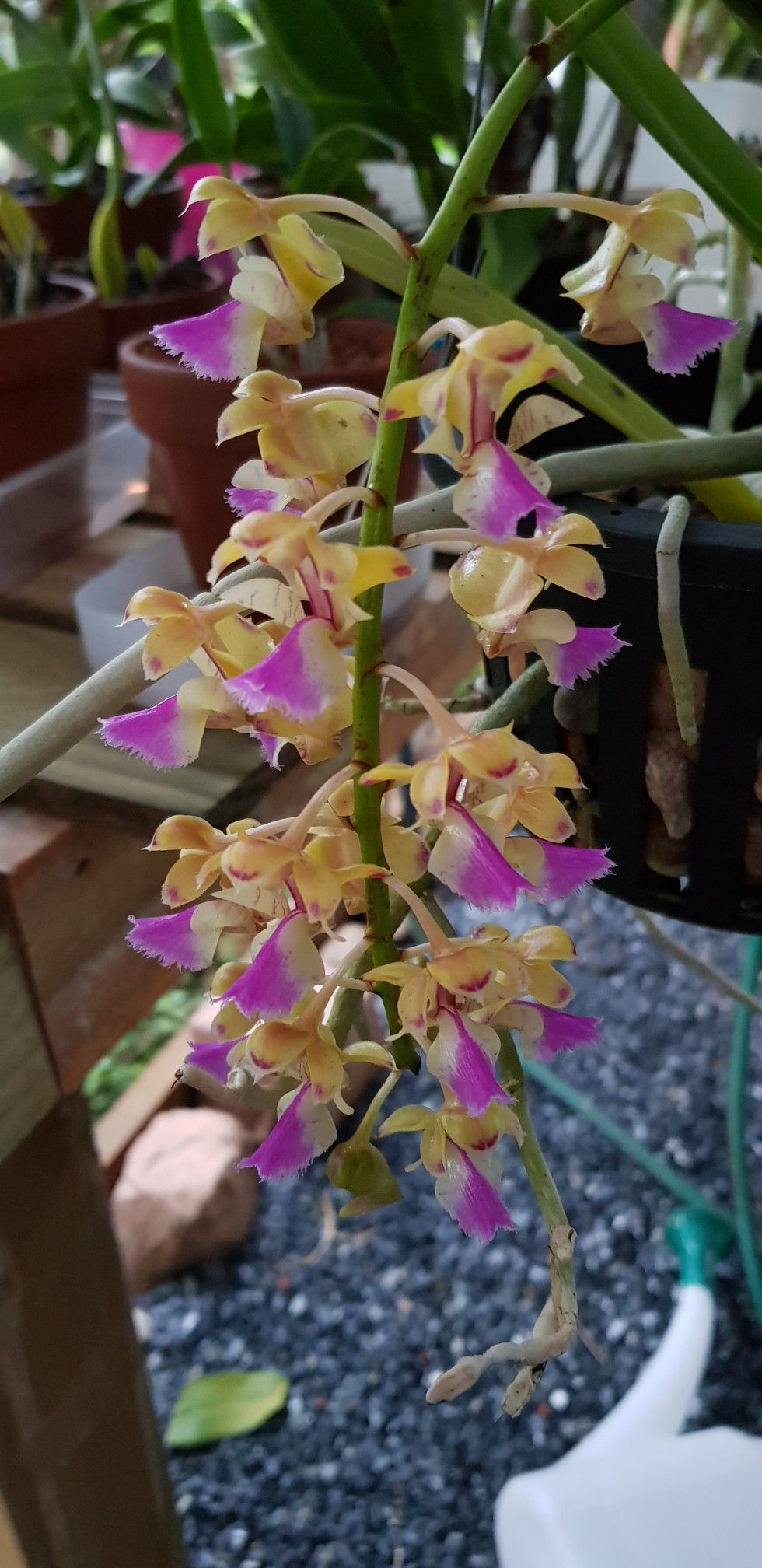 Орхидея аэридес (aerides) — уход в домашних условиях