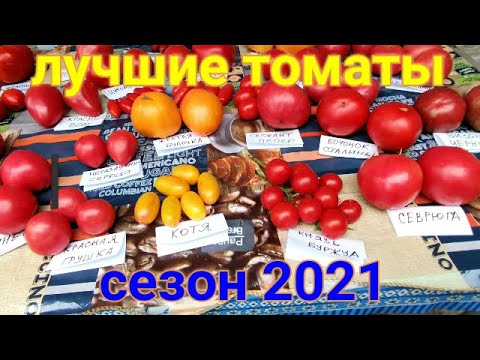 Томат экзотический фрукт: описание сорта, фото и отзывы об урожайности, характеристика куста