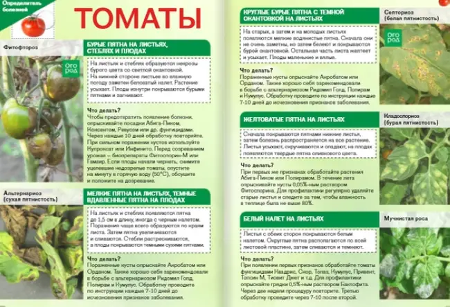 Томат зинуля: характеристика и описание сорта с фото