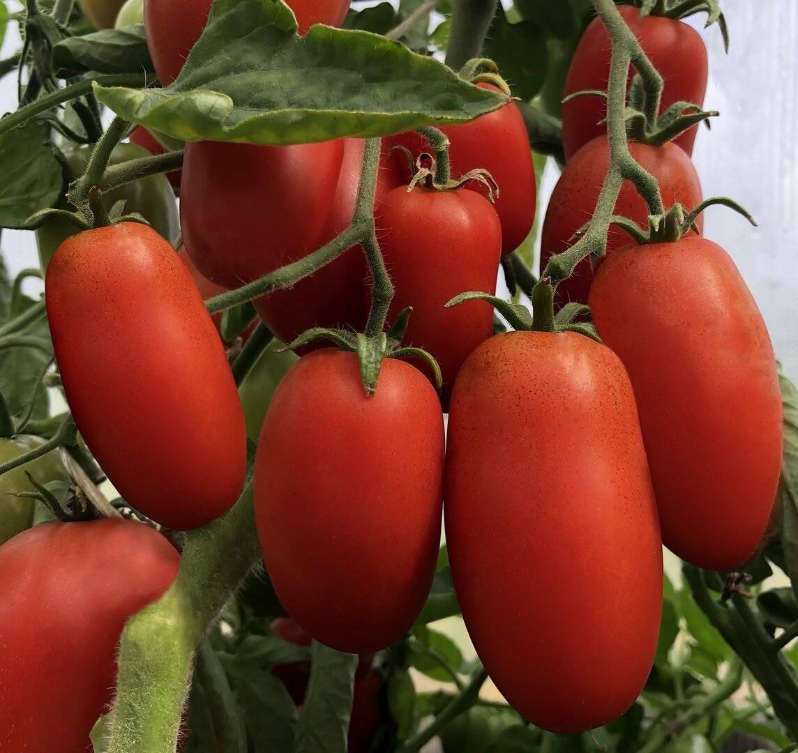 Томат полным полно: отзывы (17), фото, характеристика, урожайность | tomatland.ru