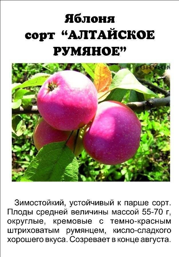 Яблоня налив амурский