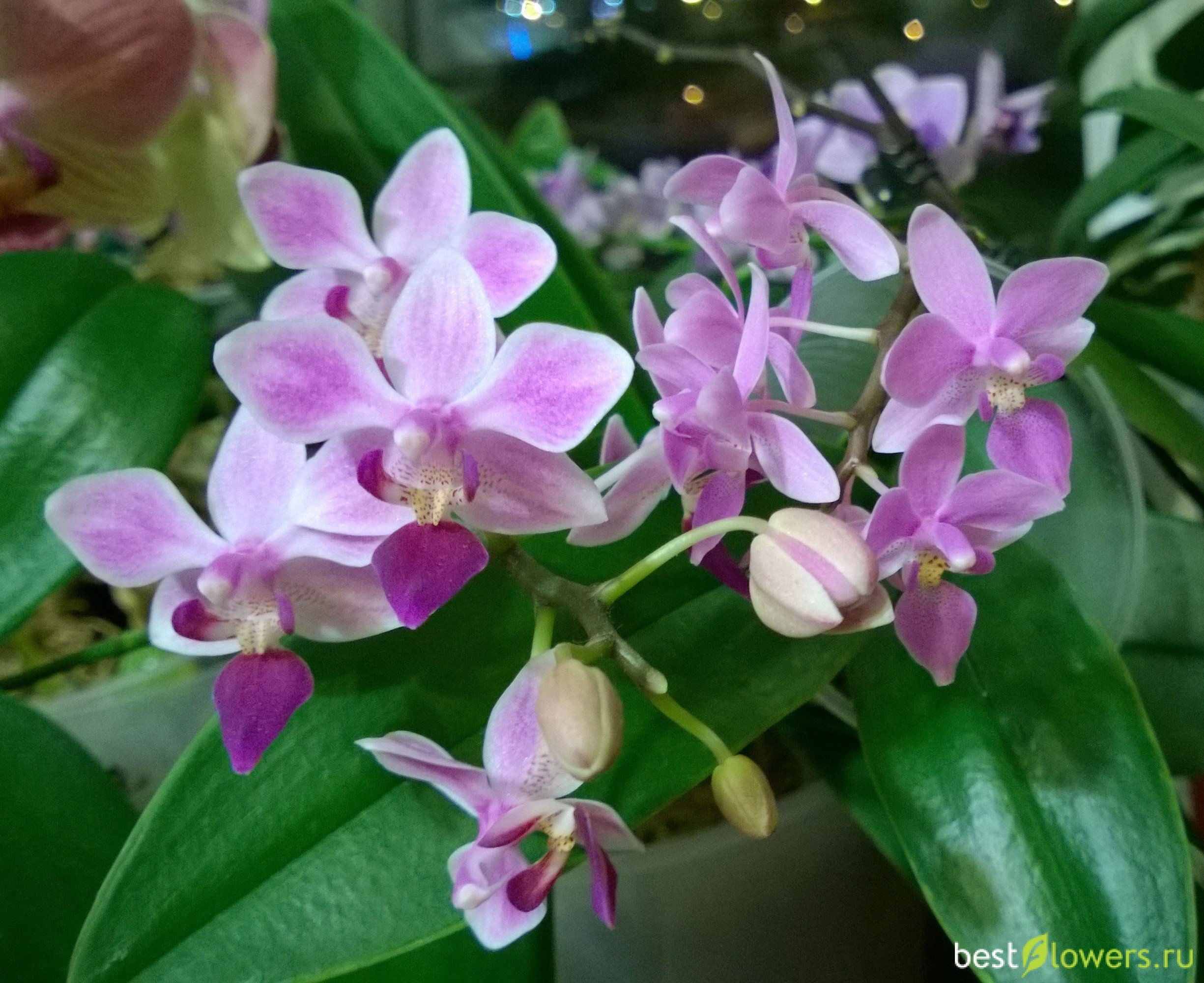 Phalaenopsis equestris