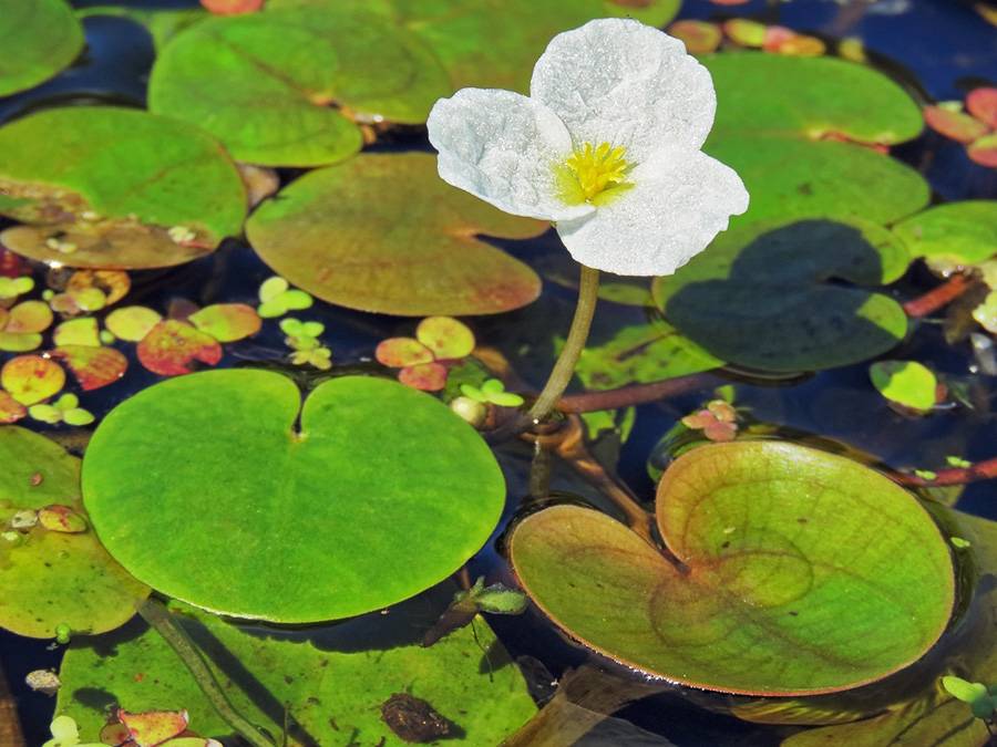 Водокрас лягушачий – целебное украшение для пруда и аквариума