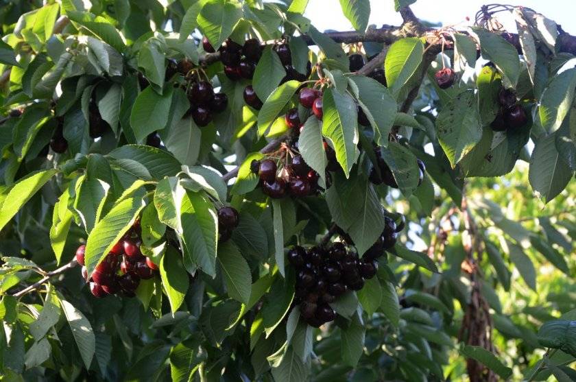 Черешня "французская чёрная" - саженцы.орг