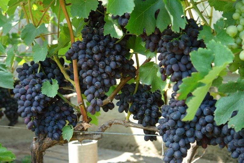 Неукрывной виноград — сорта культуры с описанием и фото