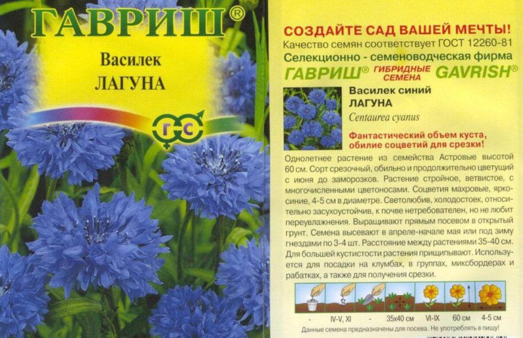 Цветок василек в саду: описание, посадка и уход, виды и фото