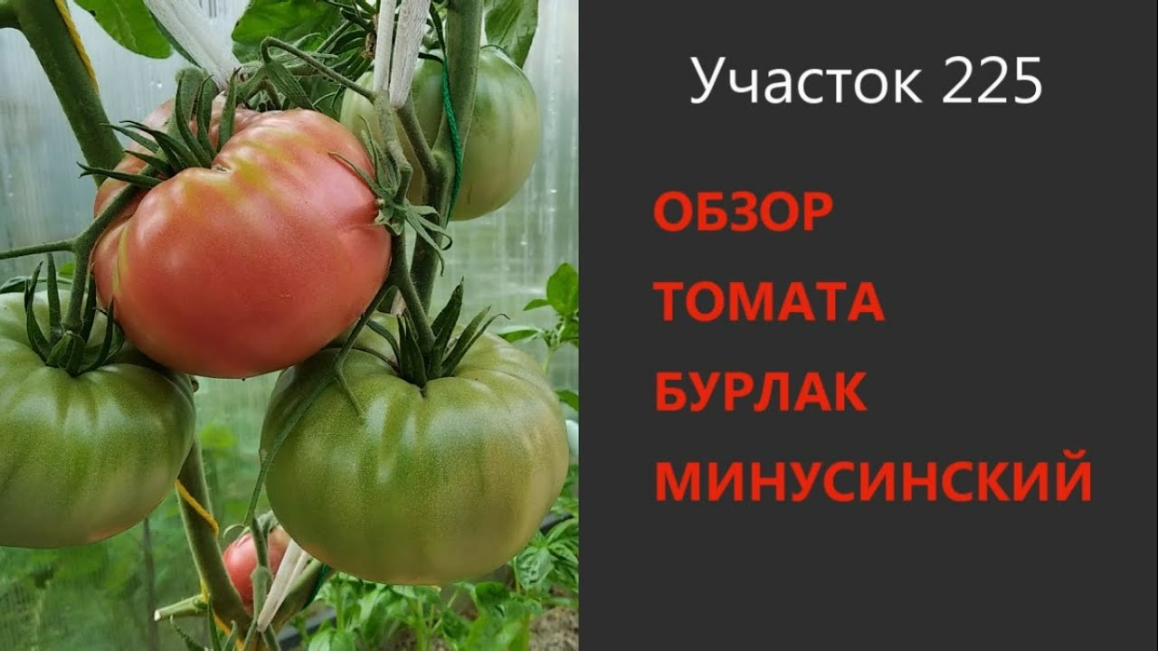 Томат бурлак минусинский: описание сорта, отзывы (6), фото