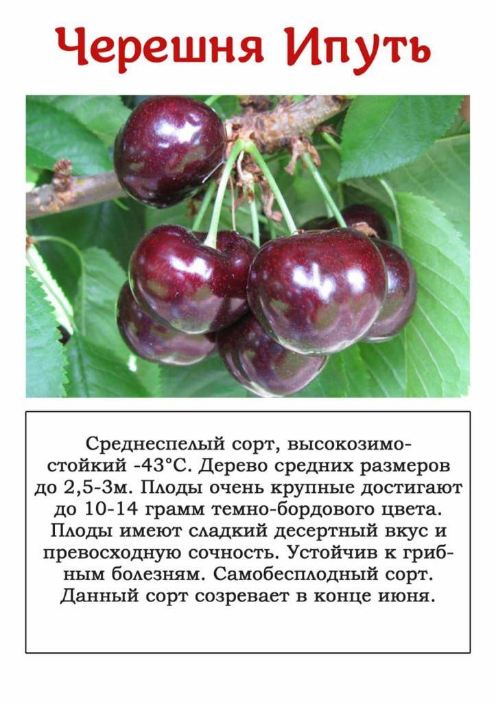 Черешня россошанская золотая: описание и характеристики сорта, выращивание с фото