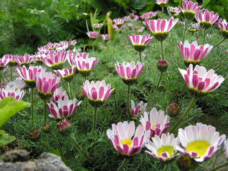 Anacyclus plant growing & care guide for gardeners