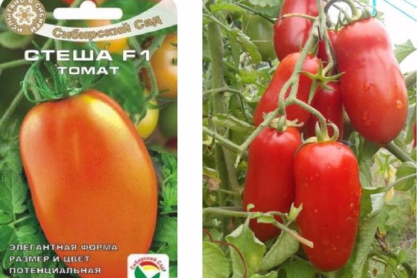 Томат стеша: отзывы (6), фото, описание и характеристика | tomatland.ru