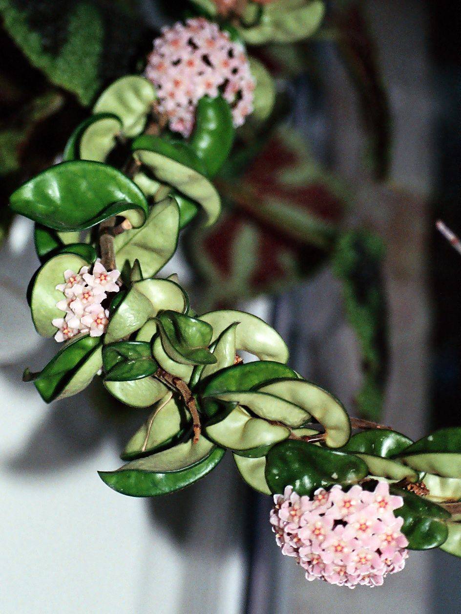 Hoya cardiophylla merrill, 1920