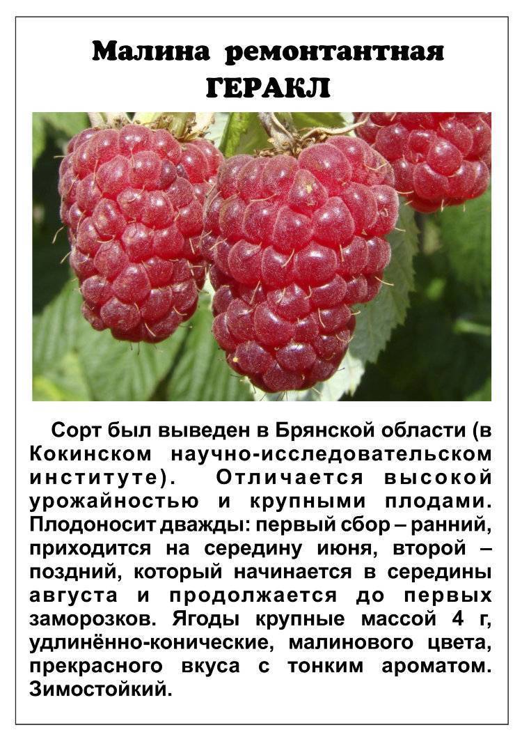 Малина за здравие, фото, описание, отзывы, характеристики.