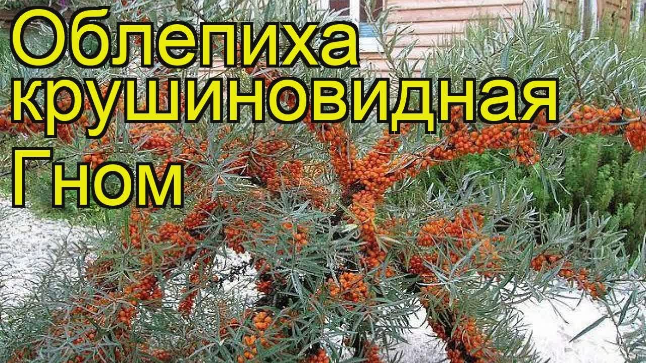 Облепиха гном: особенности посадки и ухода
