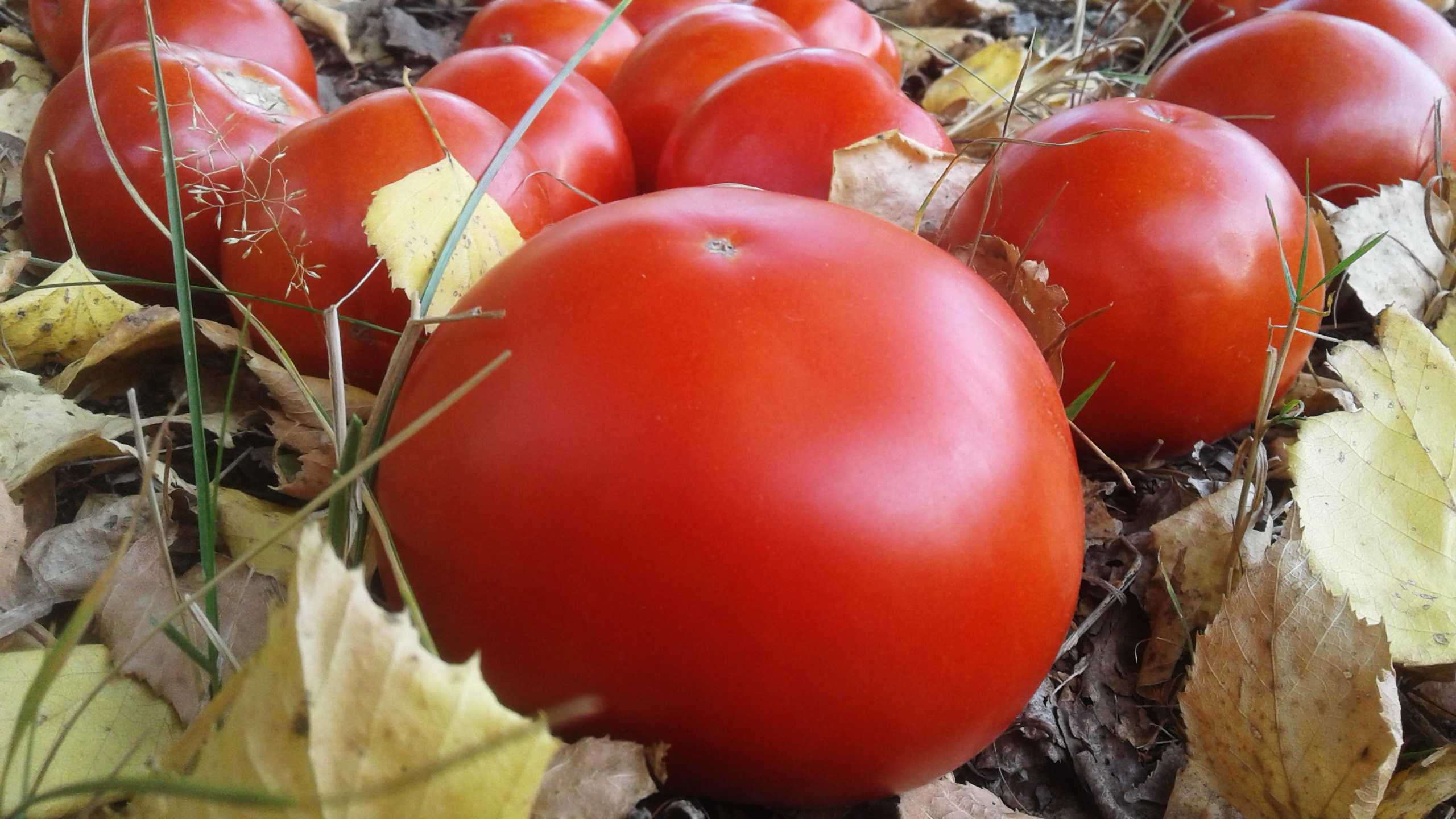 Томат снежный барс - описание сорта, характеристика, урожайность, отзывы, фото