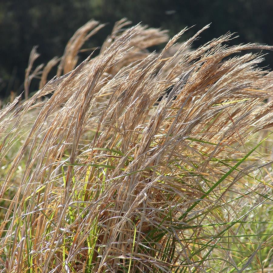 Выращивание и уход за большим голубым стеблем (andropogon gerardii)