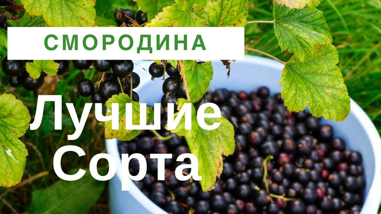Смородина — 60 лучших сортов 2024 года