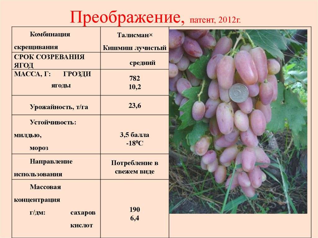 Сорта винограда: 230 сортов с фото и описанием