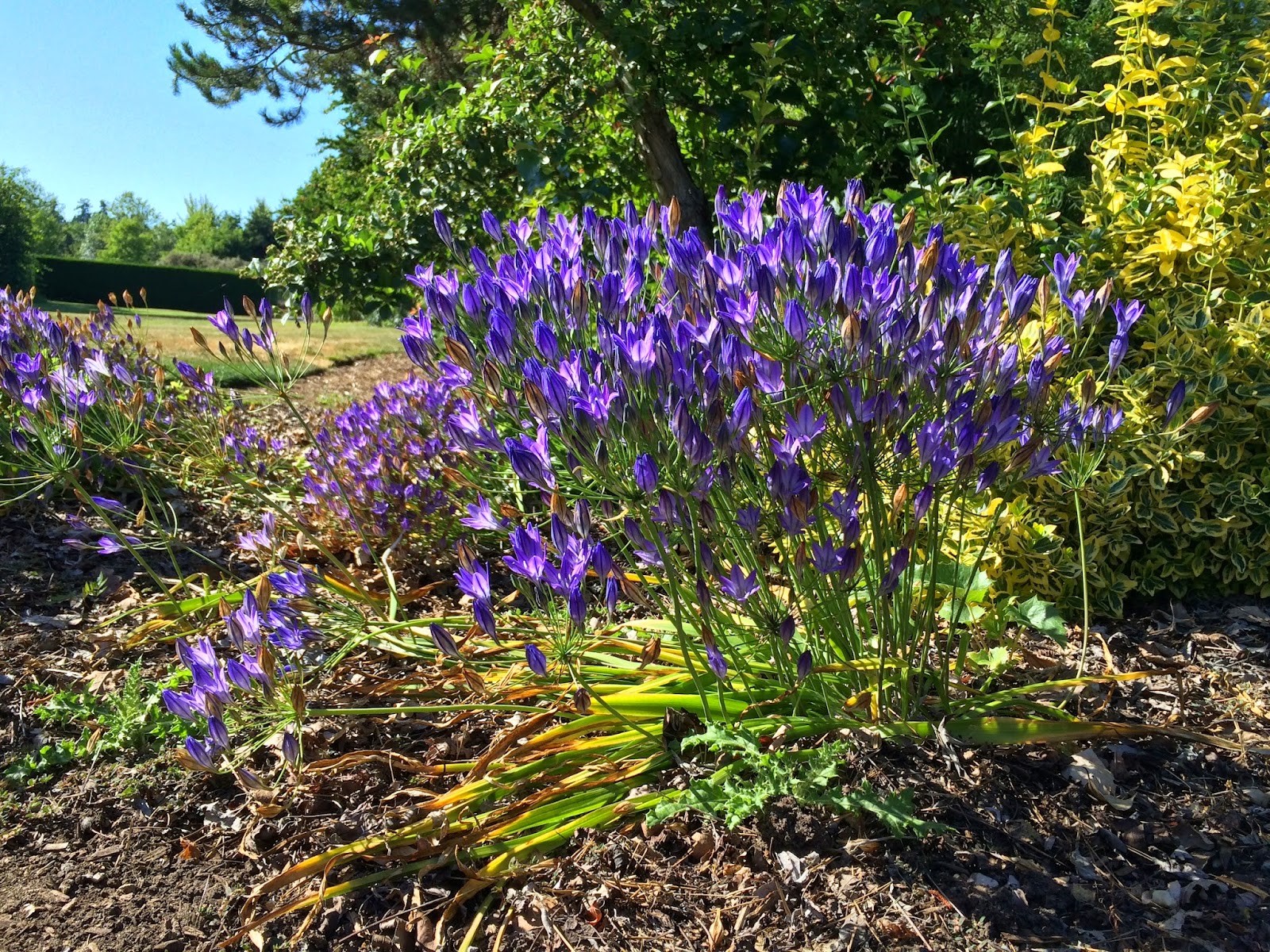 All about brodiaea