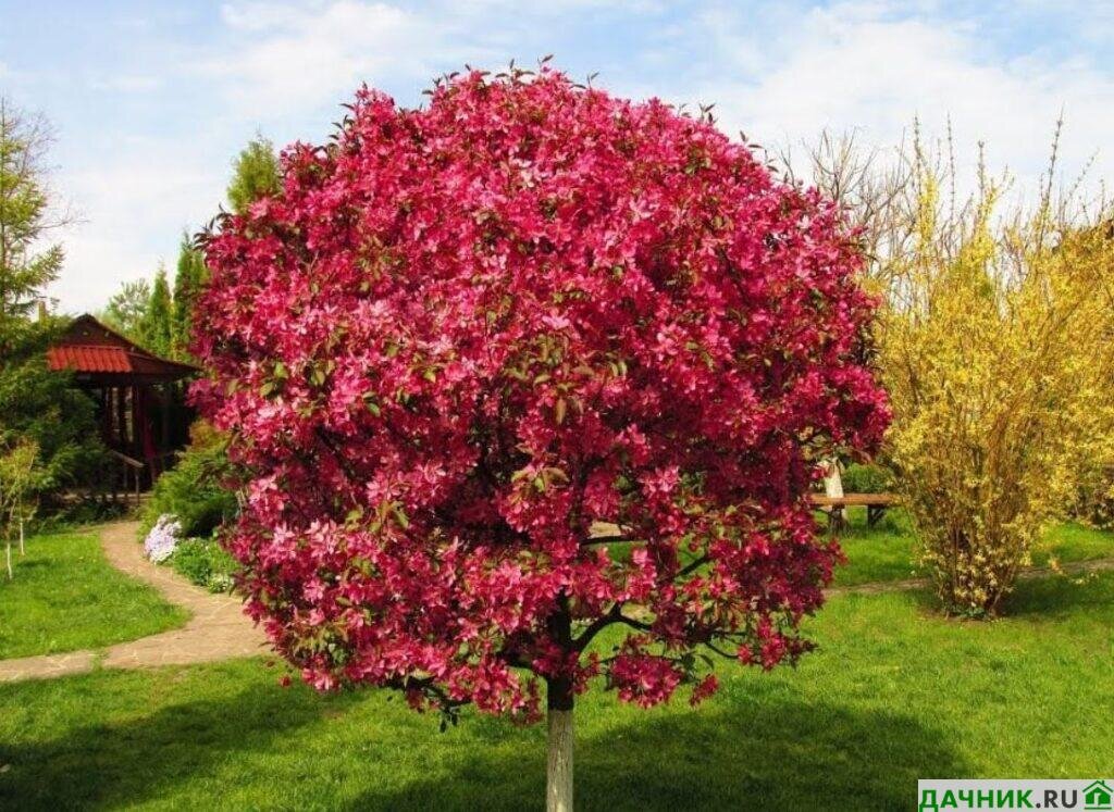 Яблоня пурпурная - malus × purpurea - описание таксона - плантариум