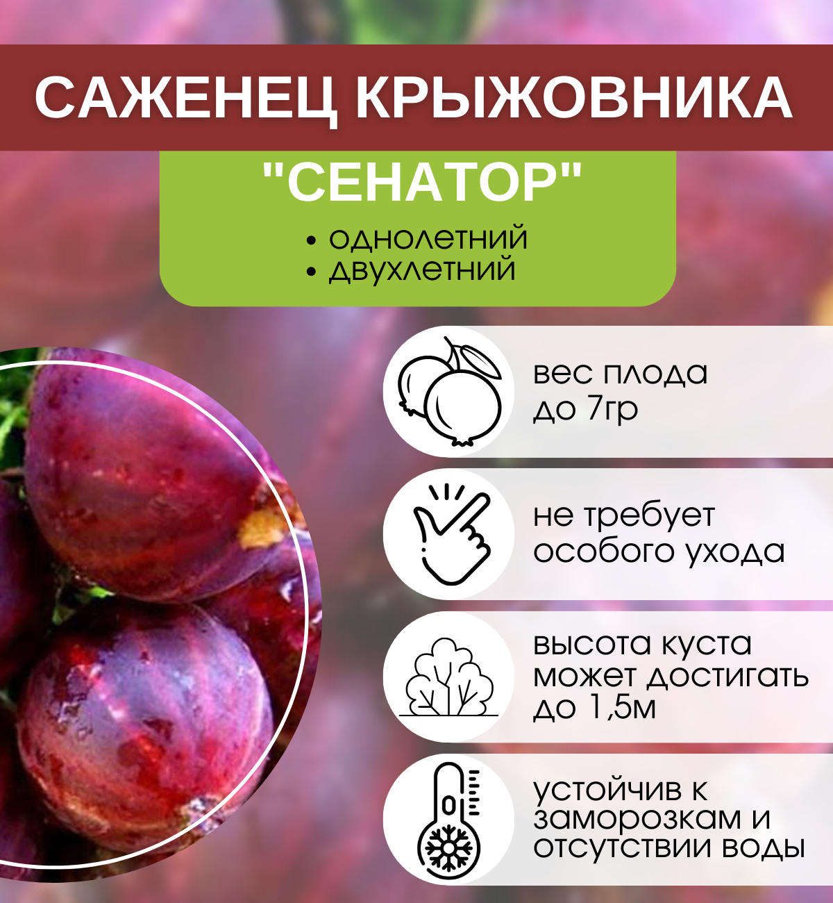 Крыжовник сенатор: описание сорта, фото, отзывы
