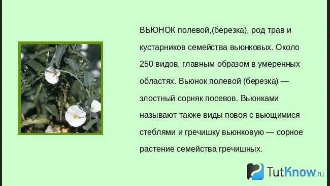 Вьюнок - экзотическая лиана, посадка и уход: звездчатый manati early blue, мина