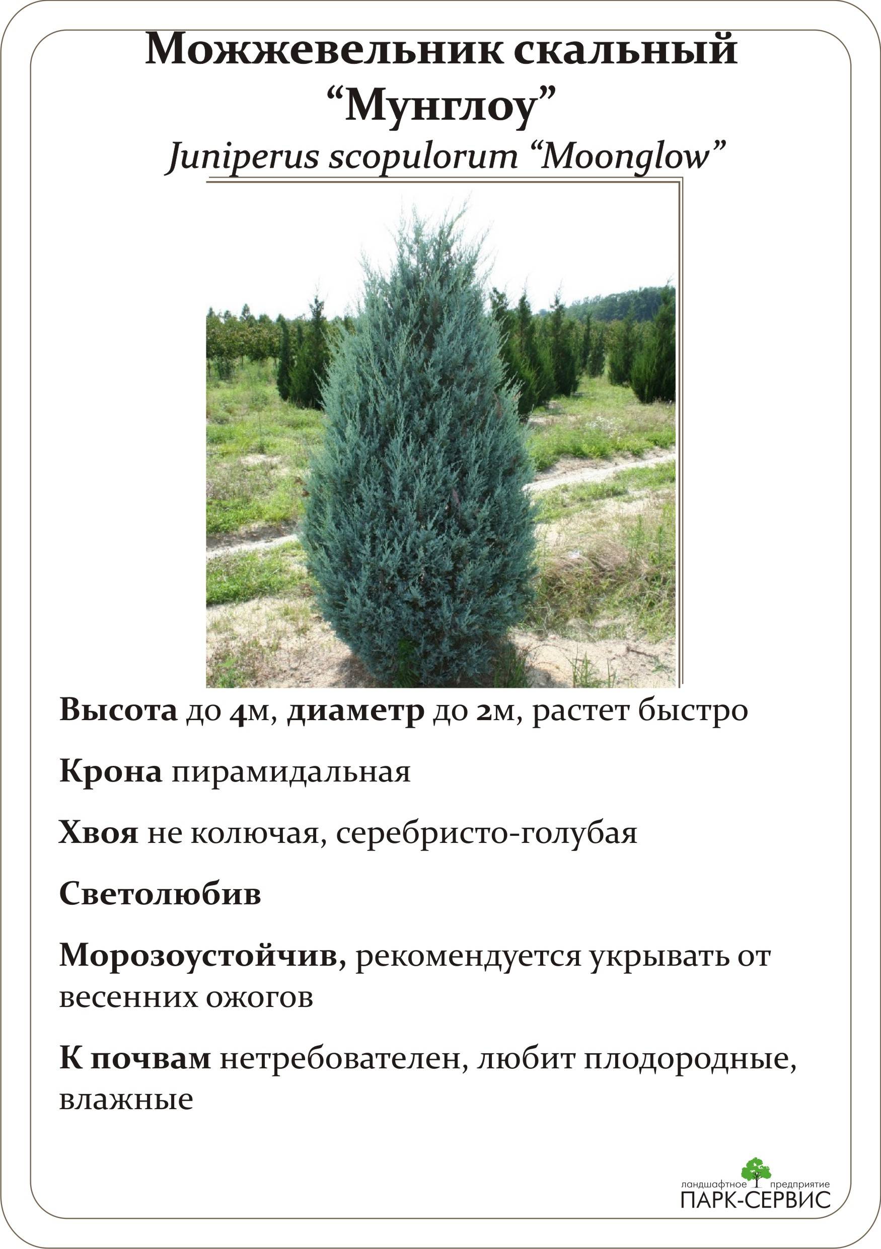 Можжевельник чешуйчатый (juniperus squamata). характеристики. разнообразие видов, выращивание и уход. наиболее частые проблемы при выращивании