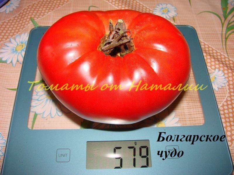 Томат болгарское чудо: характеристика сорта, описание, отзывы, урожайность