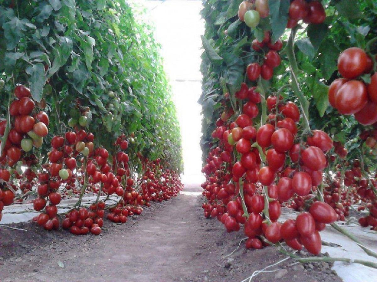Описание раннеспелых томатов сорта июньский и агротехника культивирования