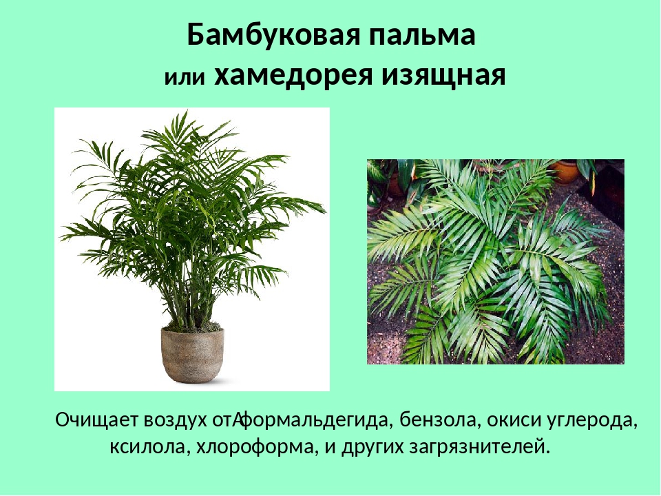 Хамедорея или бамбуковая пальма