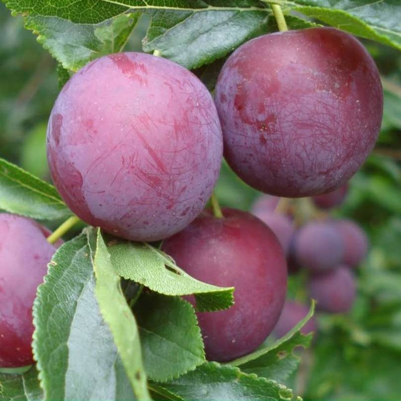 Алыча чук описание сорта посадка и уход | хороший урожай🍎