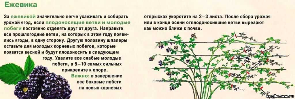 Ежевика садовая – посадка и уход, фото, сорта