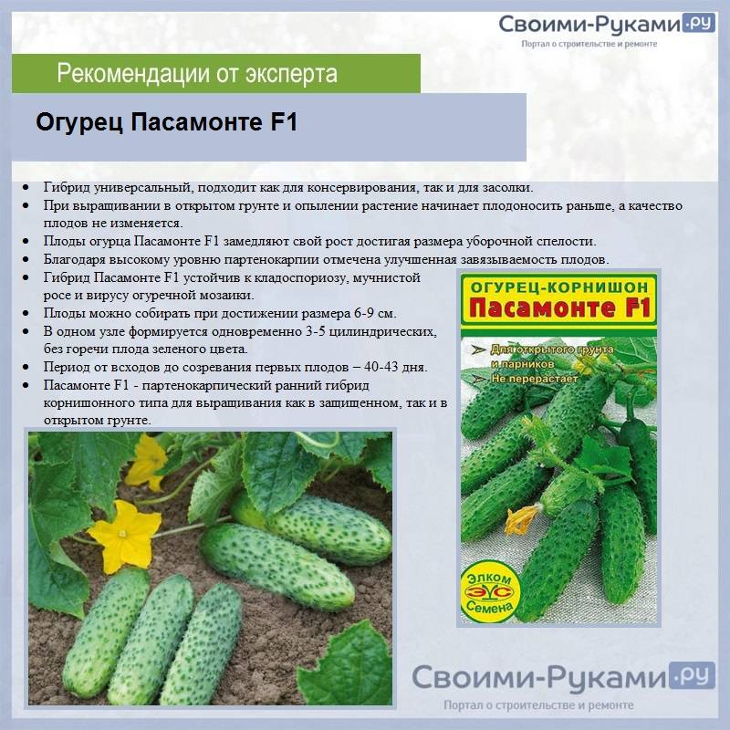 Салат латук — сорта и выращивание
